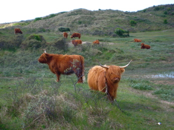 dunes_cattle