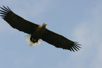 White-tailed Eagle Paul Lewin
